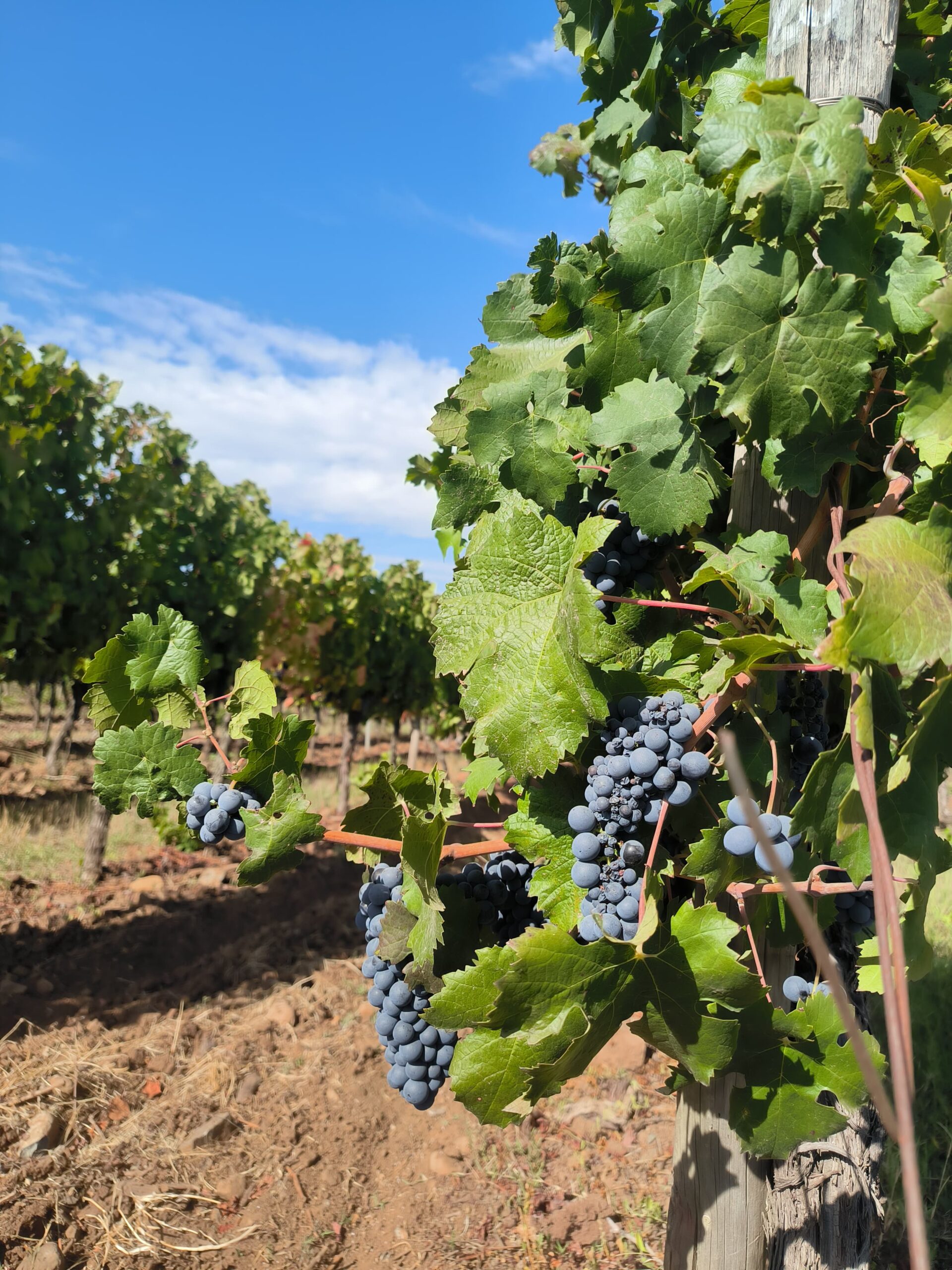 CONOCIENDO EL MAULE “PASIÓN POR EL CARMENERE” - Imagen 4